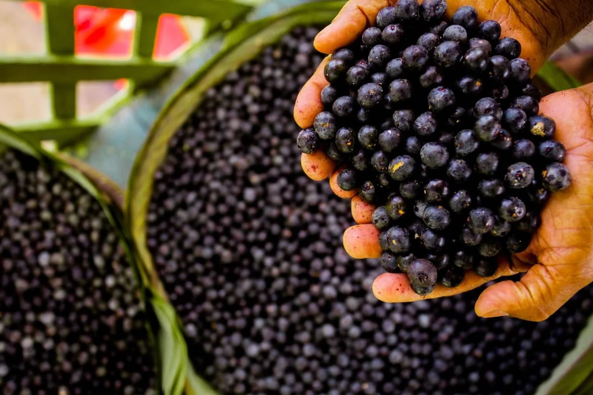 Por Que o Açaí do Norte Não é Doce?